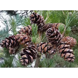 Smulkiažiedė pušis - Pinus parviflora NEGISHI