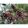 Smulkiažiedė pušis - Pinus parviflora NEGISHI
