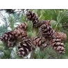 Smulkiažiedė pušis - Pinus parviflora NEGISHI