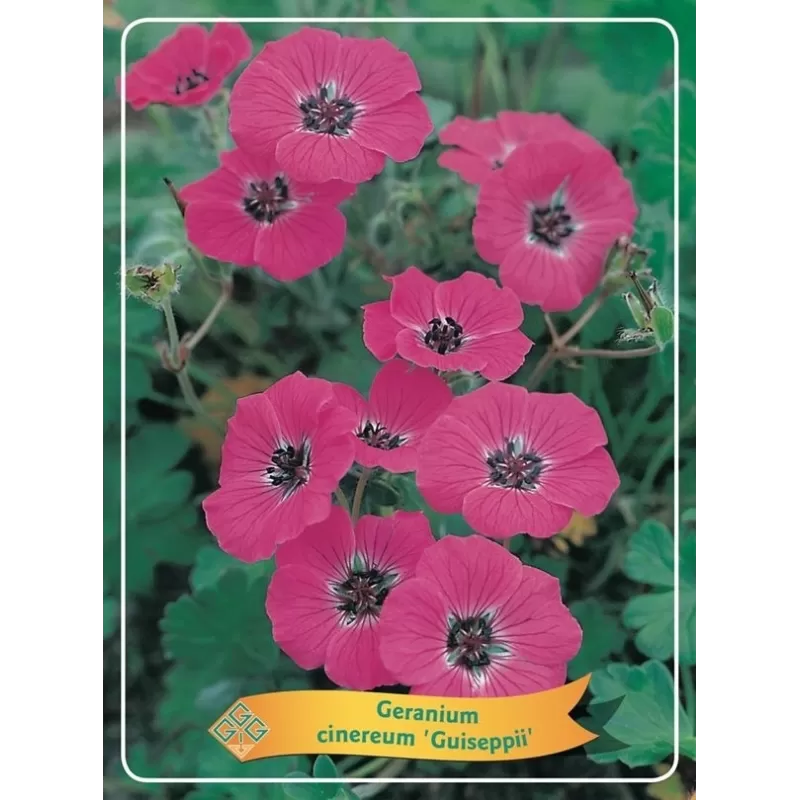 copy of Snaputis - Geranium cinereum Guiseppii P11