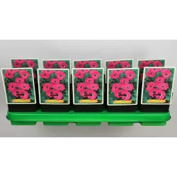 copy of Snaputis - Geranium cinereum Guiseppii P11