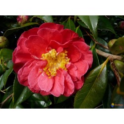 Kamelija - Camellia GIULIO NUCCIO