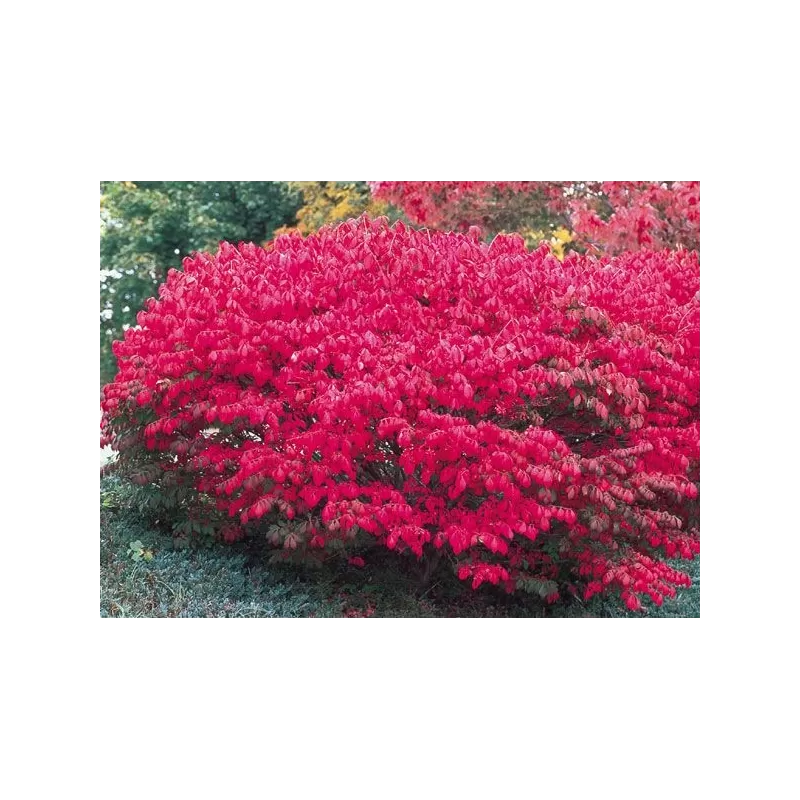 Europinis ožekšnis - Euonymus europaeus RED CASCADE