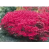Europinis ožekšnis - Euonymus europaeus RED CASCADE