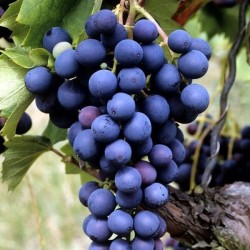 Grape Vine - Vitis MARECHAL FOCH
 Container-P12X12X19/C2