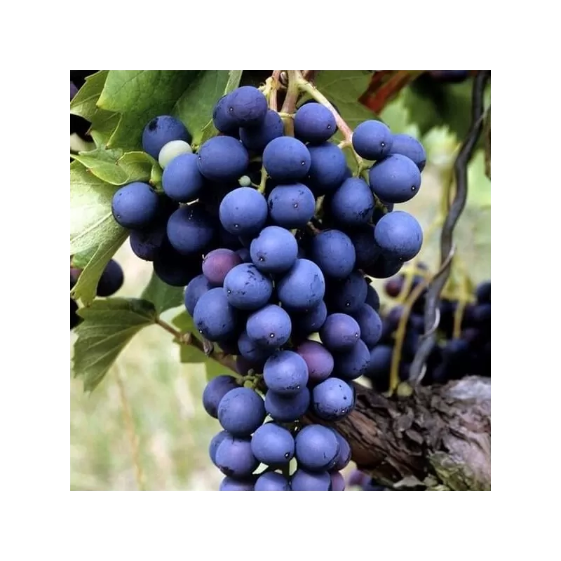 Tikrasis vynmedis - Vitis Marechal Foch