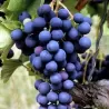 Tikrasis vynmedis - Vitis Marechal Foch