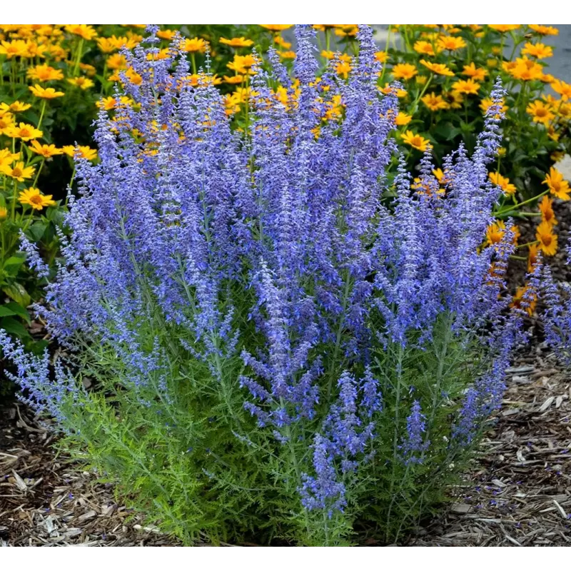 Perovskia atripl. SILVERY BLUE