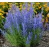 Perovskia atripl. SILVERY BLUE