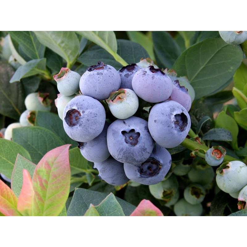 Blueberry - Vaccinium angustifolium HORTBLUE PETITE