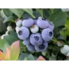 Blueberry - Vaccinium angustifolium HORTBLUE PETITE