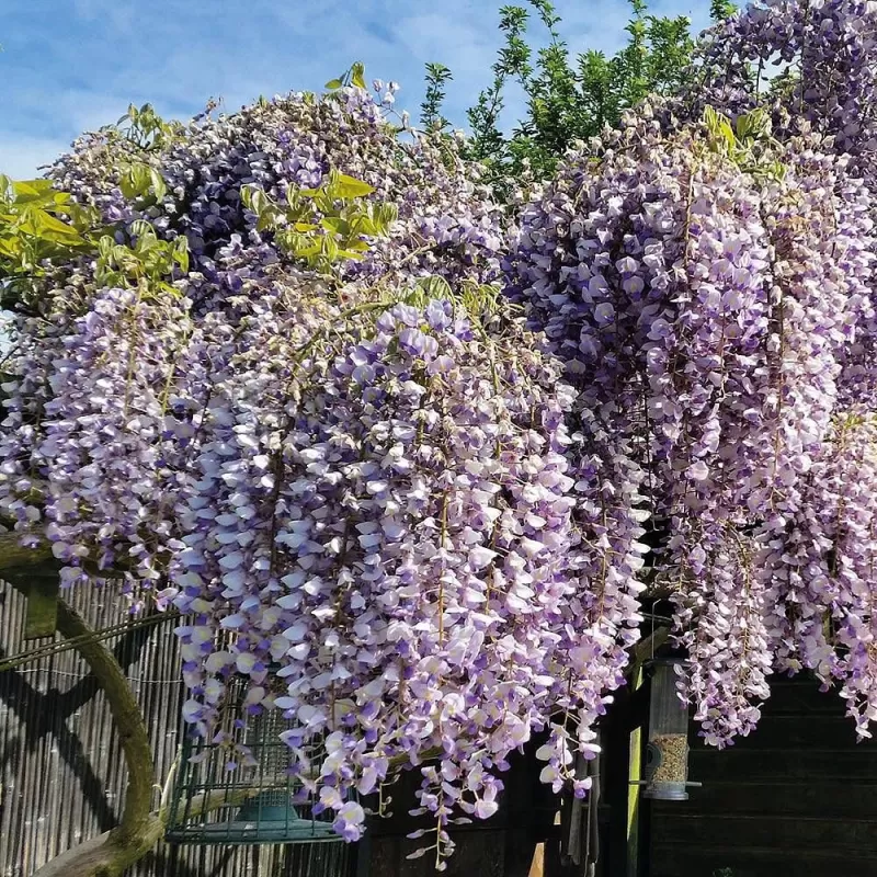 Kininė visterija - Wisteria sinensis PROLIFIC Kininė visterija - Wisteria sinensis PROLIFIC