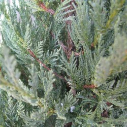 Uolinis kadagys - Juniperus scopulorum MOONGLOW