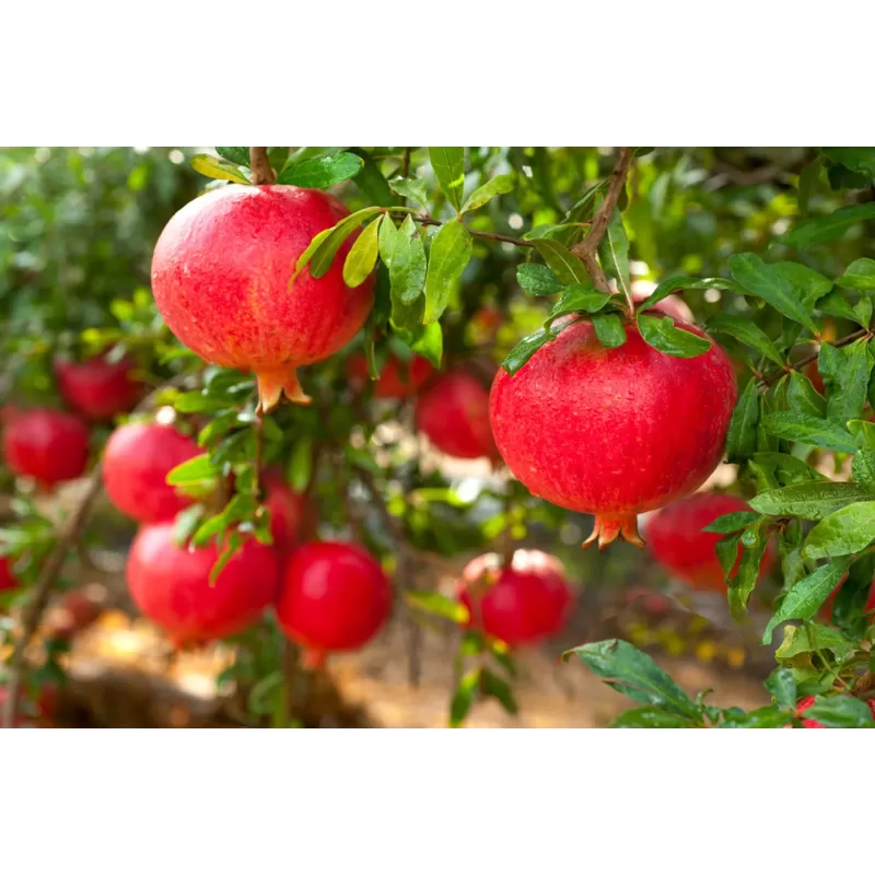 Granatmedis - Punica granatum DENTE DI CAVALLO