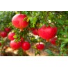 Pomegranate - Punica granatum DENTE DI CAVALLO