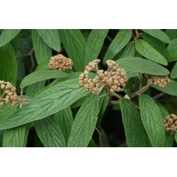 Gauruotasis putinas - Viburnum rhytidophyllum