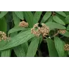 Viburnum Rhytidophyllum