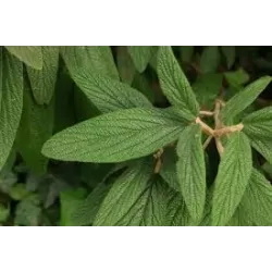 Gauruotasis putinas - Viburnum rhytidophyllum