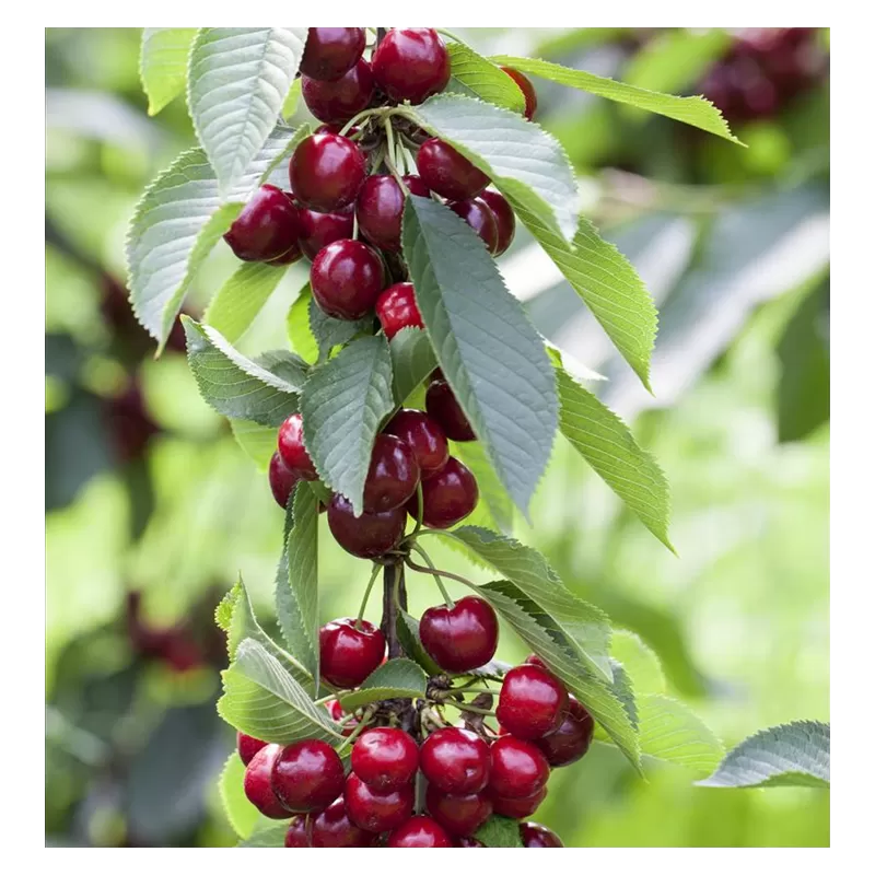 Koloninė trešnė - Prunus avium VICTORIA