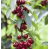 Sweet cherry - Prunus avium VICTORIA