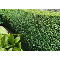Paprastasis buksmedis - Buxus suffruticosa