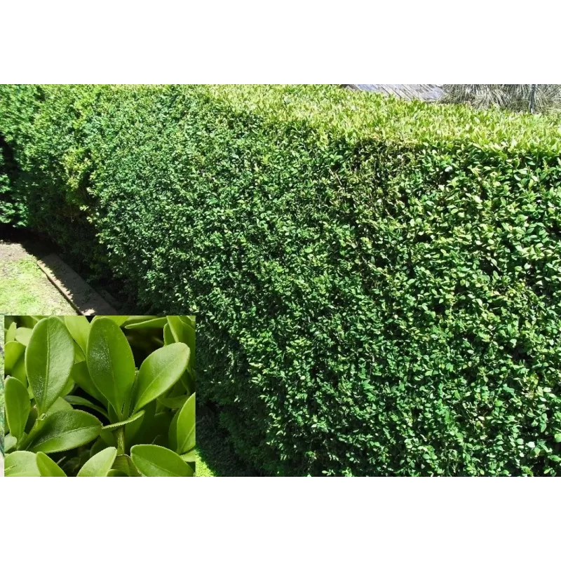 Paprastasis buksmedis - Buxus suffruticosa