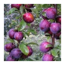 Naminė slyva - Prunus domestica ALGĖ
