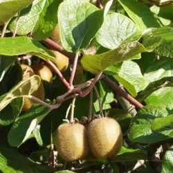 Kininė aktinidija - Actinidia deliciosa HAYWARD (MOT.)