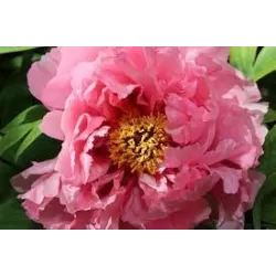 Bijūnas krūminis - Paeonia suffruticosa HANAKISOI