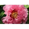 Bijūnas krūminis - Paeonia suffruticosa HANAKISOI