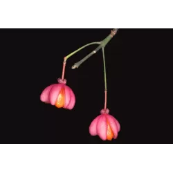 Europinis ožekšnis - Euonymus europaeus ARGENTEOVARIEGATUS