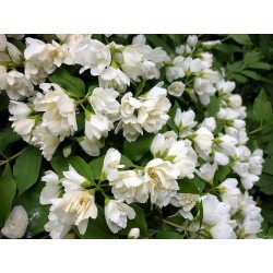 Jazminas - Philadelphus MANTEAU D HERMINE