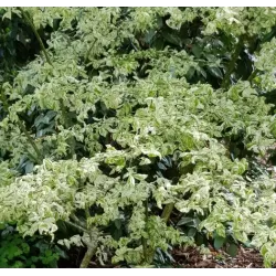 Europinis ožekšnis - Euonymus europaeus ARGENTEOVARIEGATUS