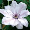 Clematis JOHN PAUL II