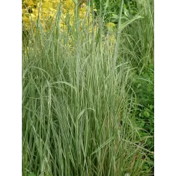 Miškinis lendrūnas Overdam - Calamagrostis acutiflora Overdam