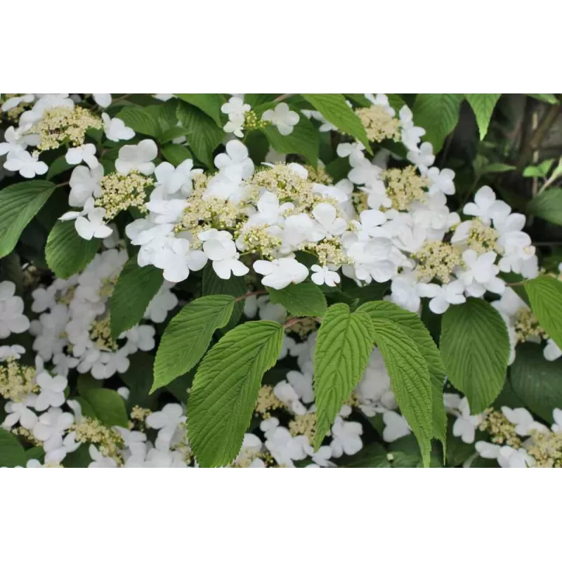 Raukšlėtasis putinas - Viburnum plicatum Mariesii