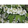 Raukšlėtasis putinas - Viburnum plicatum MARIESII