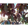Peach - Prunus persica BONFIRE