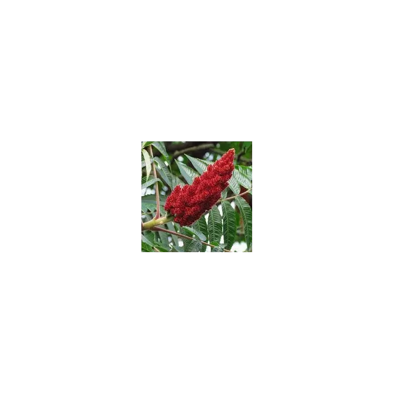 Rūgštusis žagrenis - Rhus typhina Rūgštusis žagrenis - Rhus typhina