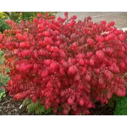 Euonymus alatus COMPACTUS