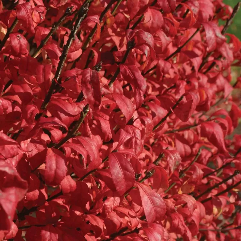 Euonymus alatus FIREBALL