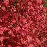 Sparnuotasis ožekšnis - Euonymus alatus FIREBALL