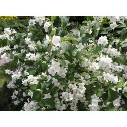 Darželinis jazminas - Philadelphus caucasicus (coronarius)