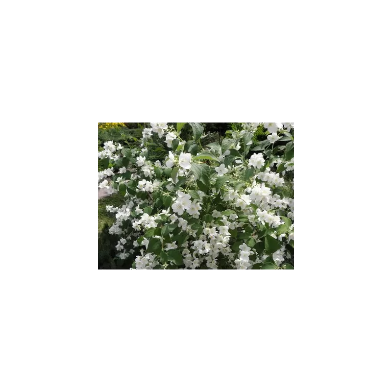 Darželinis jazminas