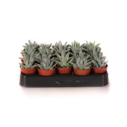 Eševerija - Echeveria hookeri