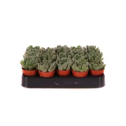 copy of Sukulentai EŠEVERIJA - Echeveria Setosa 5,5Ø (augintojas Edelcactus)