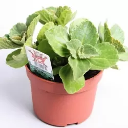 Šuninė cimžieda (margenis) - Coleus (plectranthus) caninus VERPISS DICH