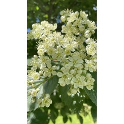 Rowan - Sorbus intermedia