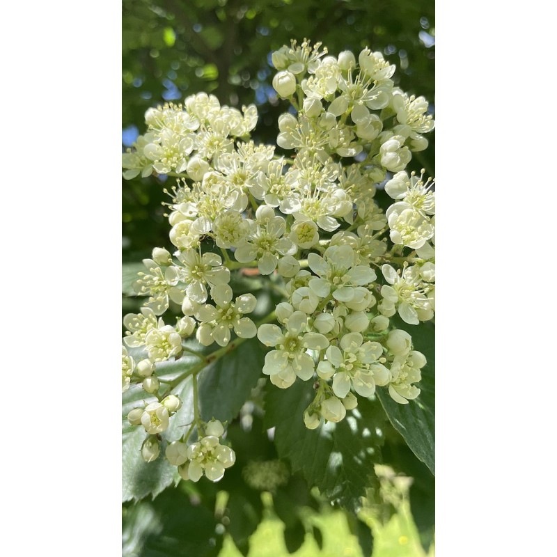 Rowan - Sorbus intermedia