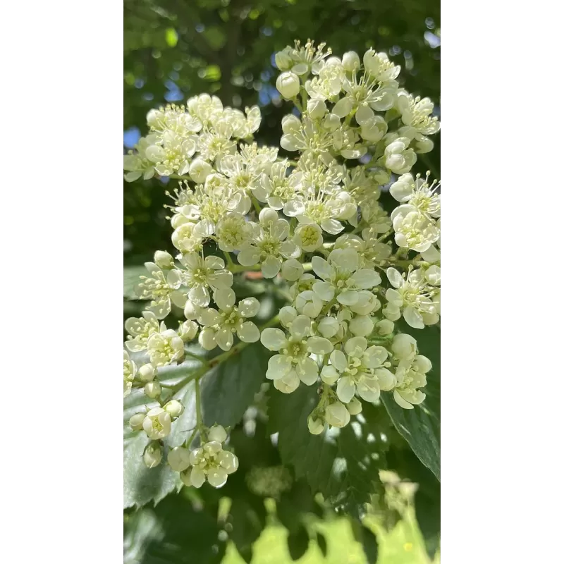 Švedinis šermukšnis - Sorbus intermedia